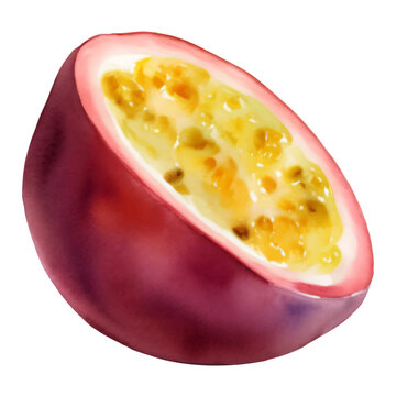 Half Passion Fruit with Seeds Isolated Hand Drawn Painting Illustration