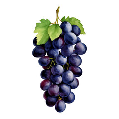 Purple Grapes with Leaves Isolated Hand Drawn Painting Illustration