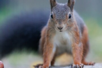 Naklejka na ściany i meble Closeup shot of a red squirrel on a rock.