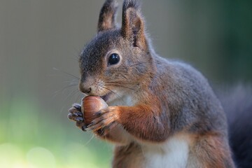 Naklejka na ściany i meble Closeup shot of a red squirrel eating nuts.