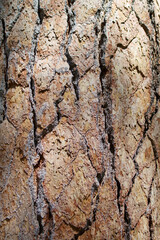 texture of tree bark