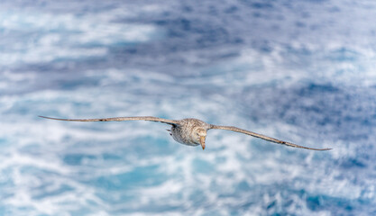 Nahaufnahme eines Riesensturmvogel (Macronectes giganteus) im Flug über das südliche Meer der AntarktisMeer
