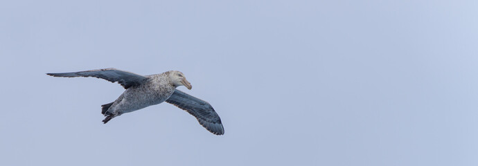 Nahaufnahme eines Riesensturmvogel (Macronectes giganteus) im Flug über das südliche Meer der AntarktisMeer