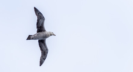 Nahaufnahme eines Riesensturmvogel (Macronectes giganteus) im Flug über das südliche Meer der...