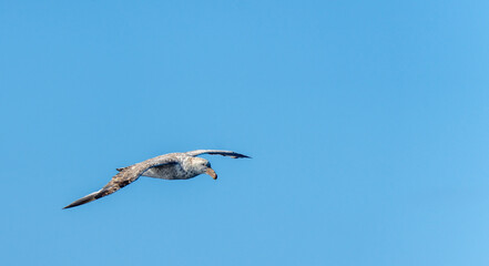 Nahaufnahme eines Riesensturmvogel (Macronectes giganteus) im Flug über das südliche Meer der AntarktisMeer
