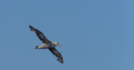 Nahaufnahme eines Riesensturmvogel (Macronectes giganteus) im Flug über das südliche Meer der AntarktisMeer