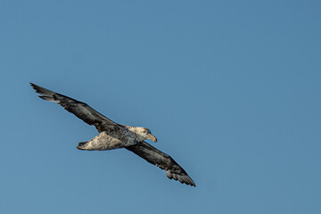 Nahaufnahme eines Riesensturmvogel (Macronectes giganteus) im Flug über das südliche Meer der AntarktisMeer