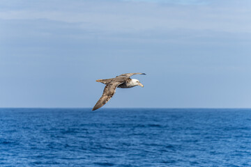 Nahaufnahme eines Riesensturmvogel (Macronectes giganteus) im Flug über das südliche Meer der AntarktisMeer