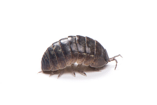 pill bug or sow bug,Armadillidium vulgare isolated on white background.