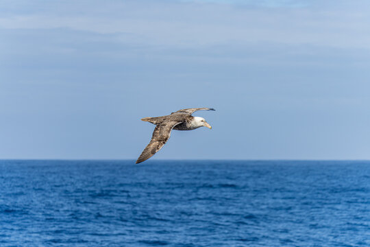 Nahaufnahme eines Riesensturmvogel (Macronectes giganteus) im Flug &uuml;ber das s&uuml;dliche Meer der AntarktisMeer