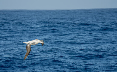 Fototapeta na wymiar Wanderalbatros (Diomedea exulans) - der Vogel mit der größten Flügelspannweite der Welt segelt im Gleitflug über das blaue Meer