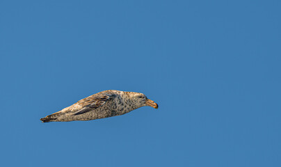 Nahaufnahme eines Riesensturmvogel (Macronectes giganteus) im Flug über das südliche Meer der AntarktisMeer