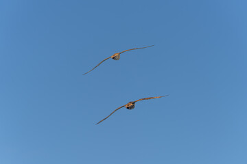 Wanderalbatros (Diomedea exulans) - der Vogel mit der größten Flügelspannweite der Welt segelt im Gleitflug über das blaue Meer