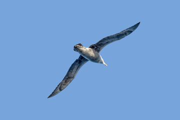 Nahaufnahme eines Riesensturmvogel (Macronectes giganteus) im Flug über das südliche Meer der AntarktisMeer
