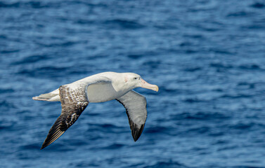 Nahaufnahme eines Riesensturmvogel (Macronectes giganteus) im Flug über das südliche Meer der AntarktisMeer