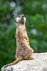 ミーアキャットのポートレート