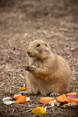 プレーリードッグのポートレート