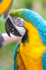 ルリコンゴウインコののポートレート