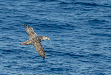 Nahaufnahme eines Riesensturmvogel (Macronectes giganteus) im Flug über das südliche Meer der AntarktisMeer