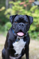 Vertical shot of a black boxer on the blurry background