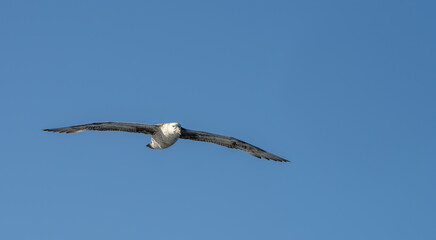 Nahaufnahme eines Riesensturmvogel (Macronectes giganteus) im Flug über das südliche Meer der AntarktisMeer