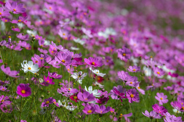 コスモス畑　秋のイメージ