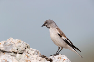 The white-winged snowfinch (Montifringilla nivalis), or snowfinch, is a small passerine bird that lives at high altitudes.