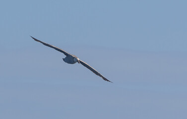 Fototapeta na wymiar Nahaufnahme eines Riesensturmvogel (Macronectes giganteus) im Flug über das südliche Meer der AntarktisMeer