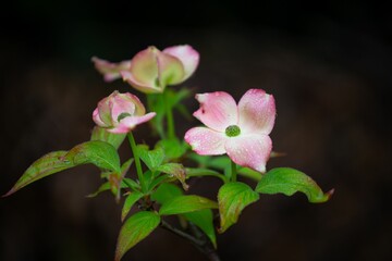 Fototapeta premium Closeup shot of pink flowers against the black background