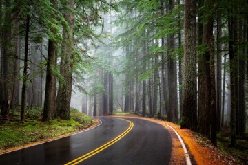 Beautiful view of a road in the forest in the Pacific Northwest