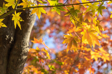 紅葉　秋のイメージ