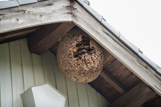 古民家の軒先に作られたスズメバチの巣