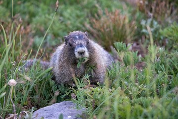 Marmot enjoying some leaves in the wild