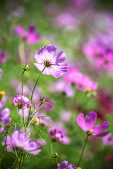 コスモス畑　秋のイメージ