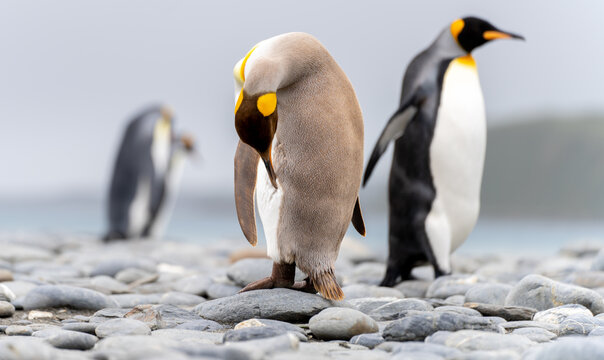 Melanismus Images Browse 43 Stock Photos, Vectors, and Video Adobe