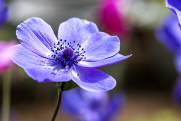 アネモネの花　春のイメージ