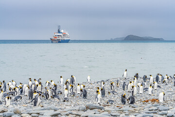 Königspinguin - (APTENODYTES PATAGONICUS) Kolonie in Salisbury Plain eine weite vom...