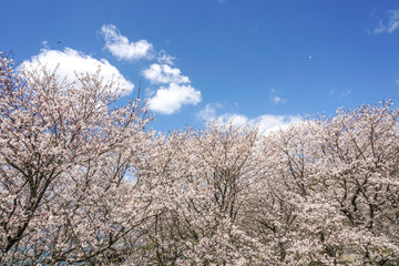 Obraz na płótnie Canvas 桜が満開の風景　春のイメージ