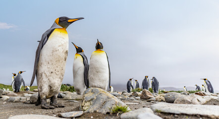 Königspinguin - (APTENODYTES PATAGONICUS) Kolonie in Salisbury Plain eine weite vom...