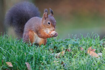 Closeup of a cute little red squirrel eating an acorn on a blurred background outside