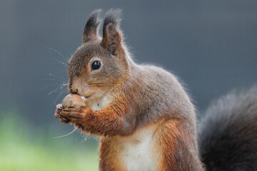 Fototapeta premium Closeup of a cute little red squirrel eating an acorn on a blurred background outside