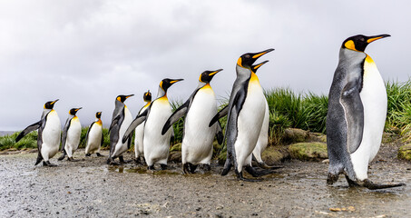 Königspinguin - (APTENODYTES PATAGONICUS) Kolonie in Salisbury Plain eine weite vom...
