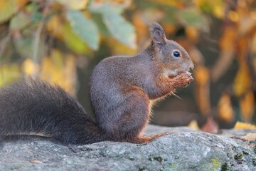 Closeup shot of a gray squirrel eating a nut on a stone