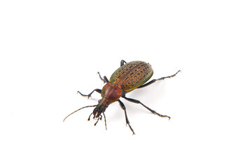 iridescent ground beetle Carabus auratus isolated on white background.