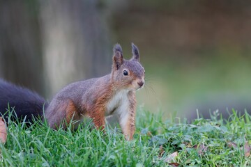 Closeup shot of a gray squirrel on green grass