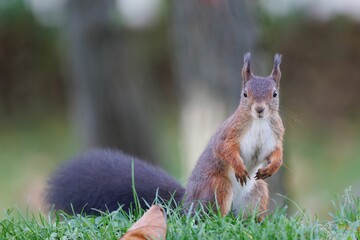 Closeup shot of a gray squirrel on green grass