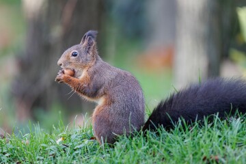 Naklejka na ściany i meble Closeup shot of a gray squirrel eating a nut on a grass