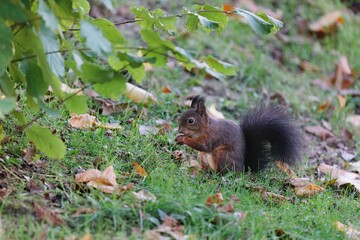 Naklejka na ściany i meble Closeup shot of a gray squirrel eating a nut on a grass
