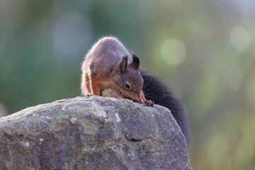 Closeup shot of a gray squirrel on a stone