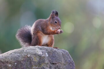 Closeup shot of a gray squirrel eating a nut on a stone